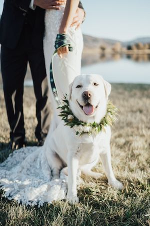 steamboat wedding dog
